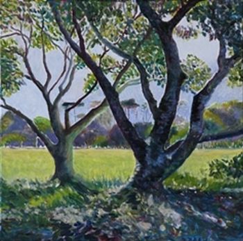"Cape Owls nesting Trees"