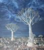 "Quivertree Forest in the Moonlight"