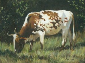 "Nguni 30"
