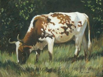 "Nguni 30"