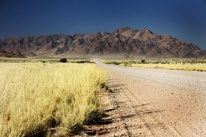 "Desert Beauty"