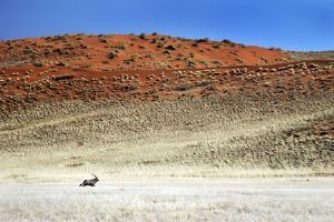 "Desert Gemsbuck"