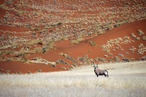 "Gemsbuck in Desert"