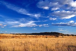 "Karoo Beauty "