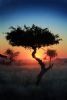 "Lonely Tree"