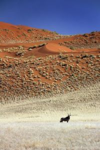 "Beauty in the Desert"