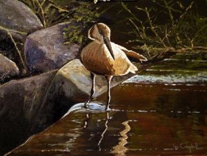"Hamerkop at Weir"