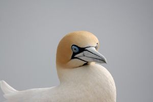 "Cape Gannet"