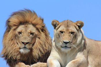 "The Royal Family"