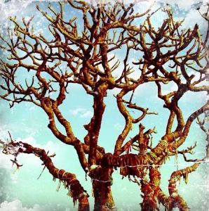 "Holy Tree"