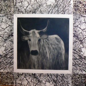 "Cow in Kraal"