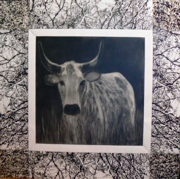 "Cow in Kraal"