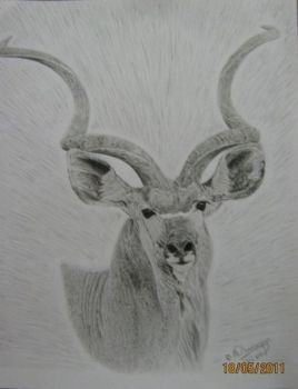 "Kudu Bull"