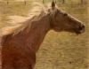 "Brown Horse"