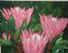 "King Proteas"