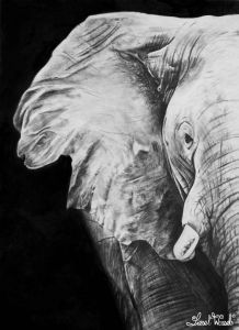 "African Elephant"