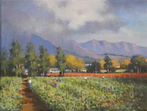"Vineyards, Stellenbosch"
