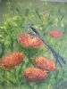 "Cape Sugarbird on Pin Cushion Protea"