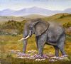 "Addo Elephant"