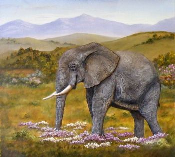 "Addo Elephant"