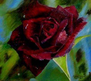 "Velvet Beauty"