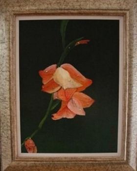 "Raindrops Gladiolus"