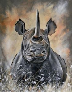 "Rhino Stare"