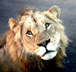 "King of the Beasts"