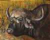 "Big Five - African Buffalo"