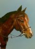 "Pony Portrait"