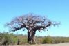 "Baobab - Midwinter"