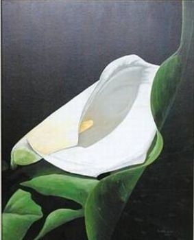 "Arum Lily"