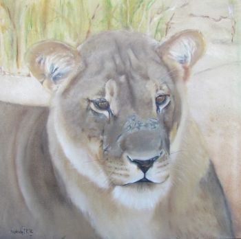 "Kgalaghadi Lioness"