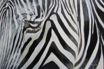 "Zebra"