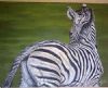 "Baby Zebra"