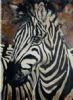 "Zebra Portrait"