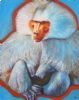 "Contemplation of Darwin"