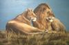 "Lion and Lioness Resting"