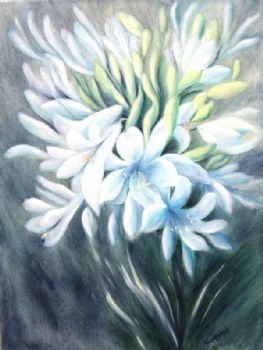 "Phantom Agapanthus"