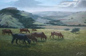 "Grazing cows near Mbashe"