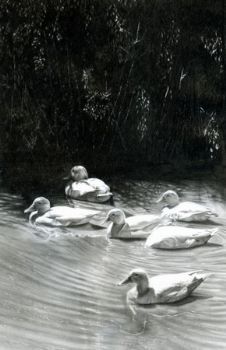 "Placid Waters"