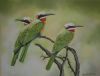 "White Fronted Bee Eaters"