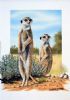 "Two Meercats"