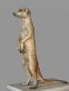 Stokstert Meerkat 