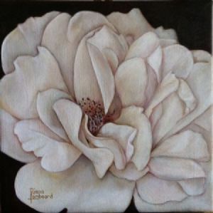 "White Rose"