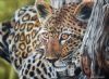 "Leopard in Tree"