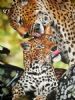 "Leopard Mom and Cub"