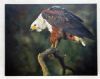 "African Fish Eagle"