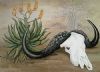 "Buffalo, Aloe and Baobab"
