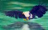 "Fish Eagle"